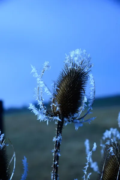 DSC_1011 (Large).JPG